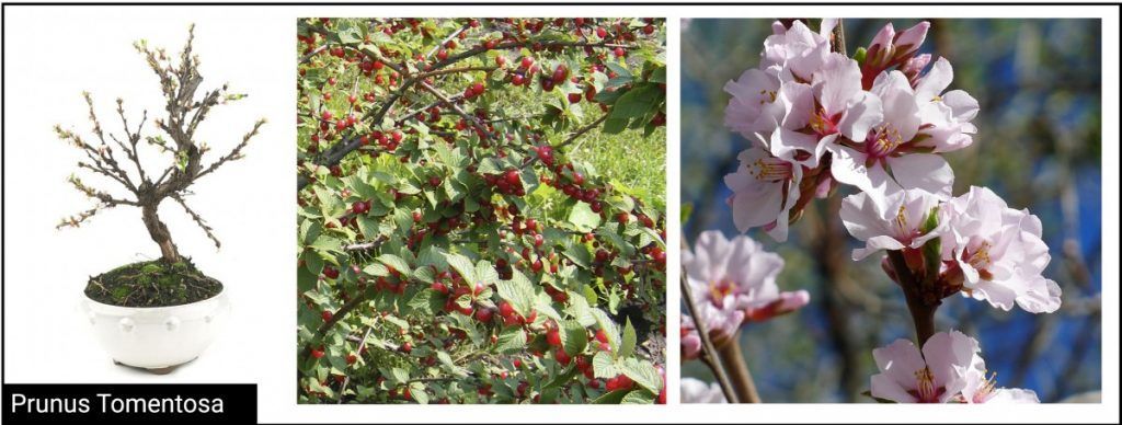 Prunus Tomentosa