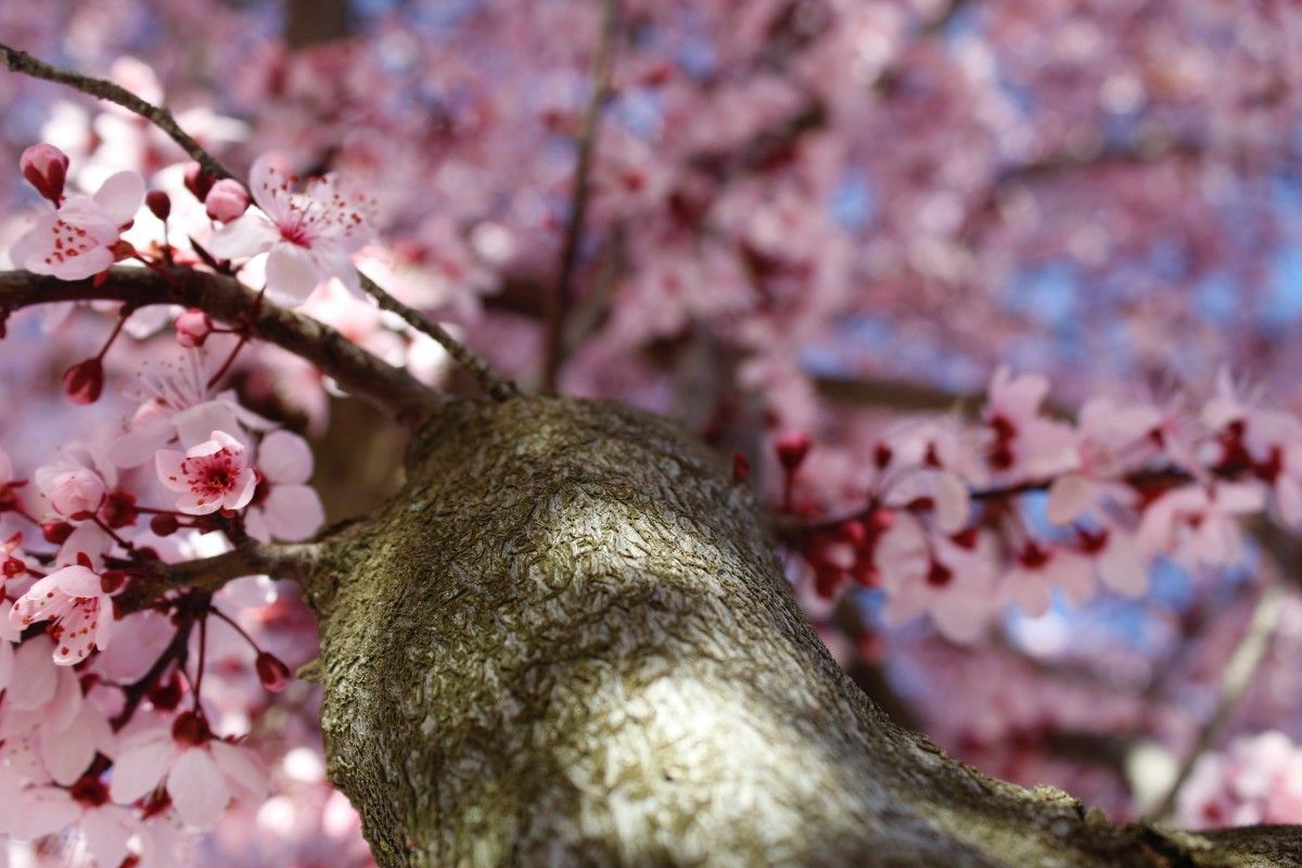 What do cherries, almonds and plums have in common? Discover the Prunus in the bonsai world.