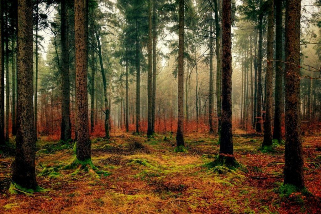 Forest baths