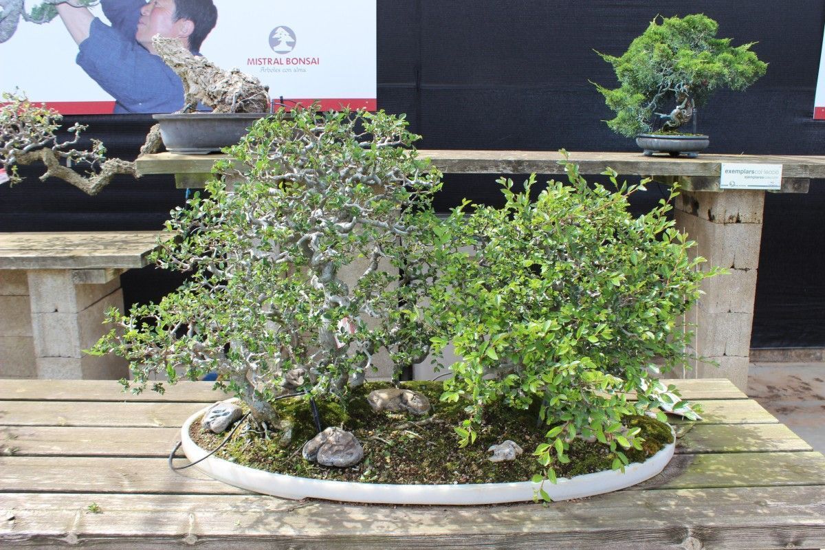 Japanische Ulme-Zelkova Bonsai allgemeine Pflegehinweise