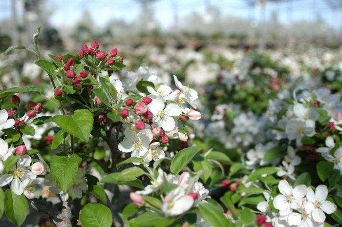 Zierapfel, ein unenbehrlicher Bonsai für Ihre Terrasse