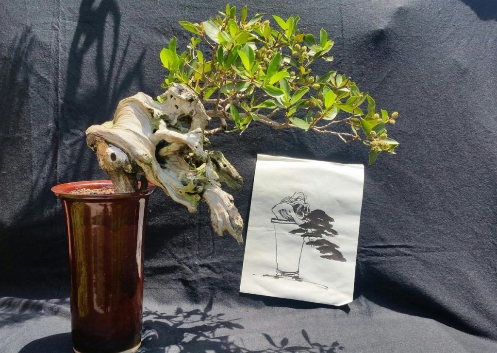 Conocarpus erectus -Mangle botoncillo (Large)