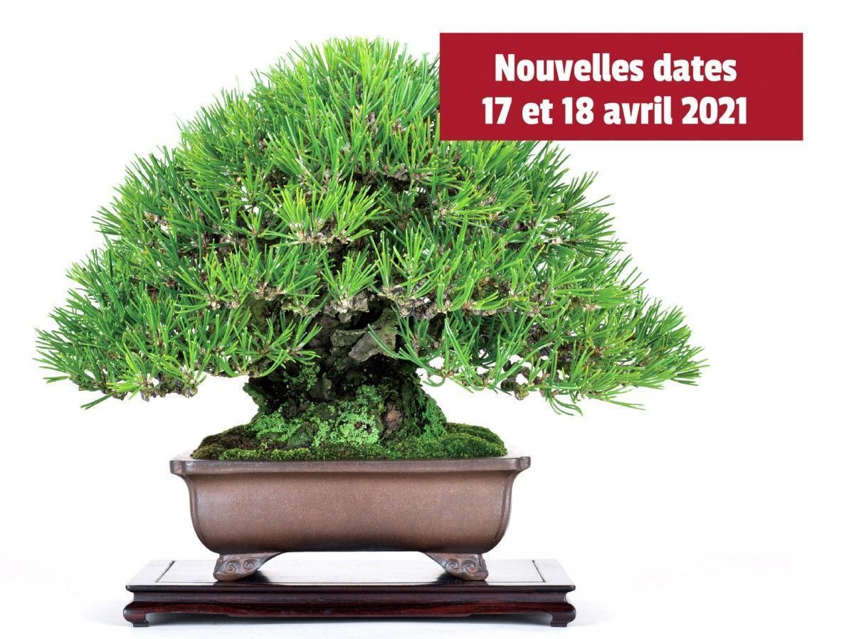 Nouvelles dates pour les Journées du Bonsaï. Visite du Maître Hiroki Miura reportée à 2021.