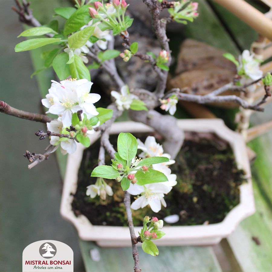 Bonsaï Malus en fleur