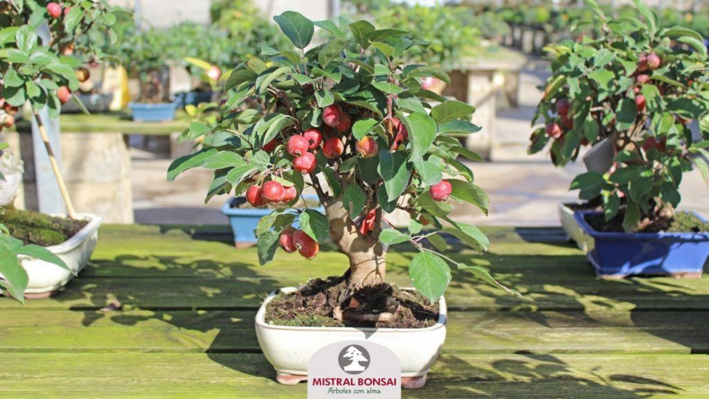 Apple tree bonsai with fruits