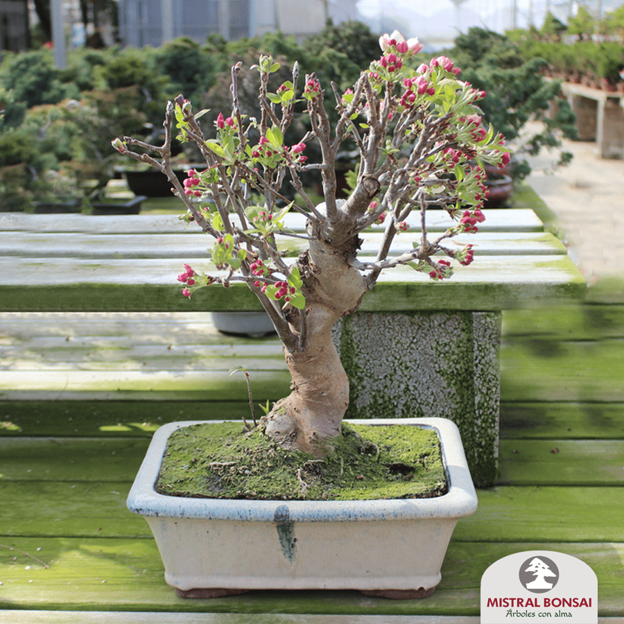 Hanami en tu terraza