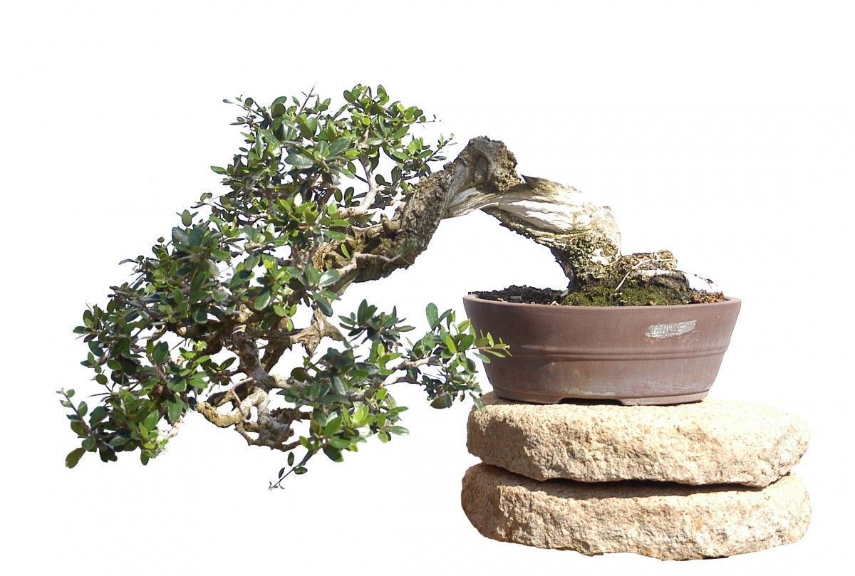 Olive trees are the first trees to be worked by bonsai enthusiasts