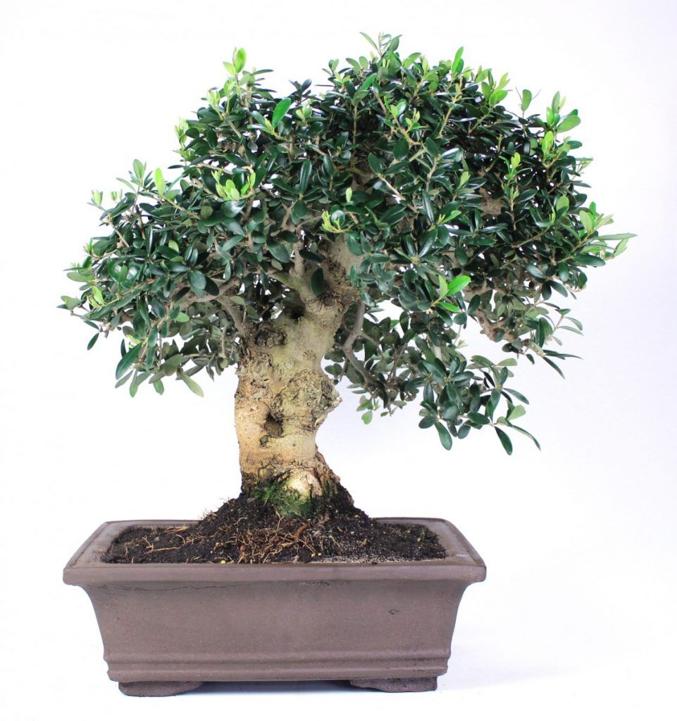 Wild olive tree bonsai