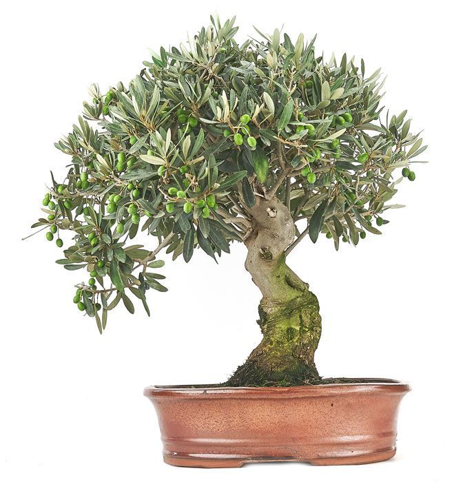 Olive tree bonsai