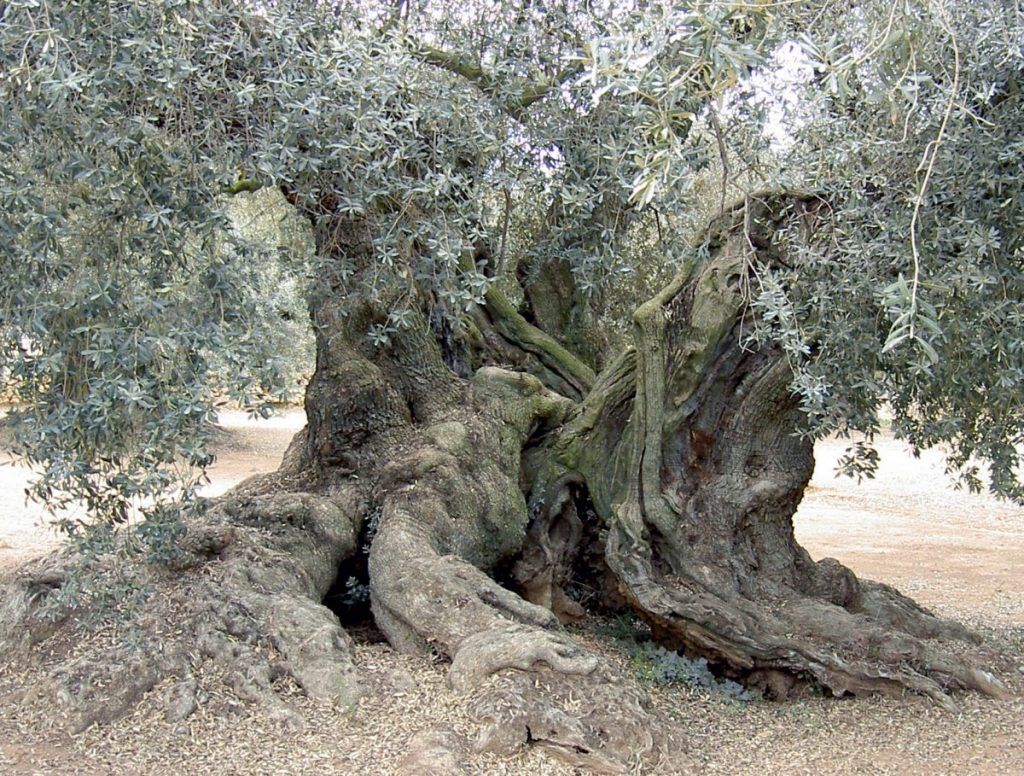 Millennial Olive Trees of the Arion Natural Museum of Ulldecona