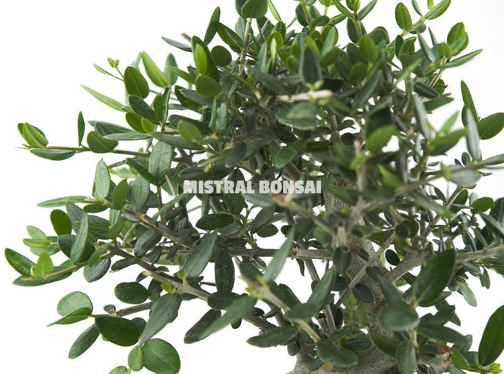 Detalle hoja Olea europaea sylvestris