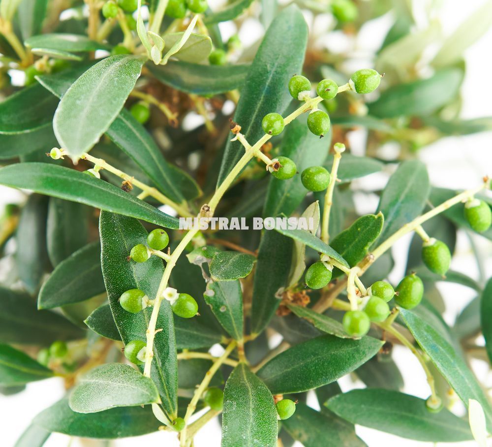 Detalle hojas Olea europea bonsái