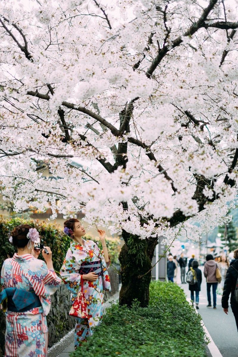 Hanami, the contemplation of cherry blossoms