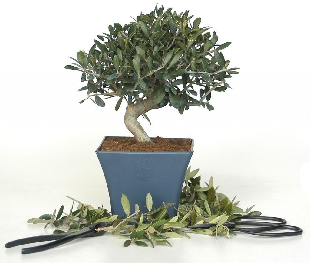 How to pinch and prune an olive tree bonsai