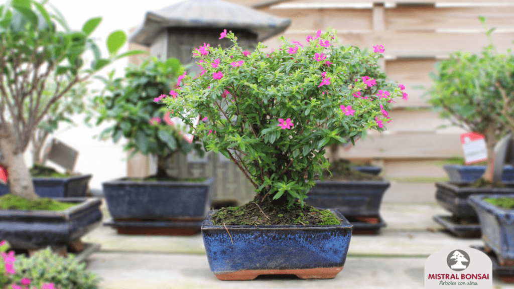 Cuphe Indoor Bonsai.