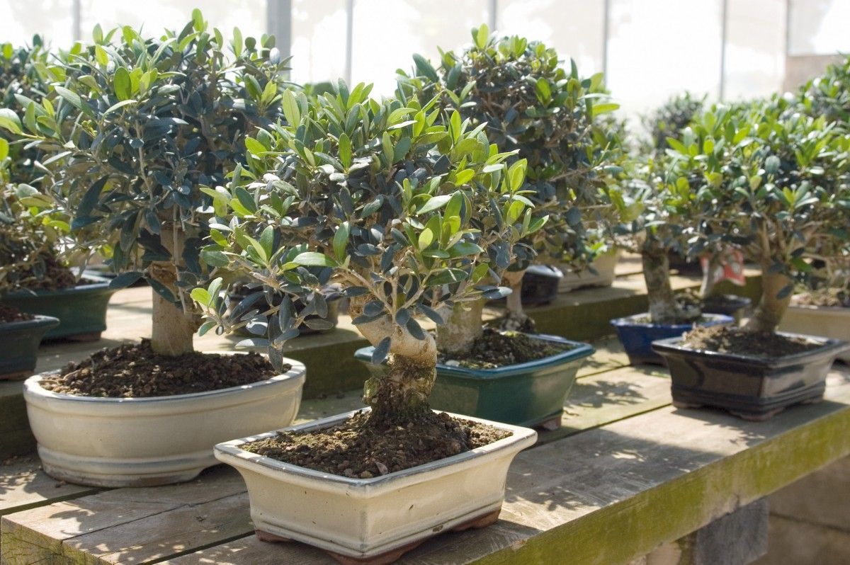 Les secrets de l’entretien des bonsaïs d’oliviers.