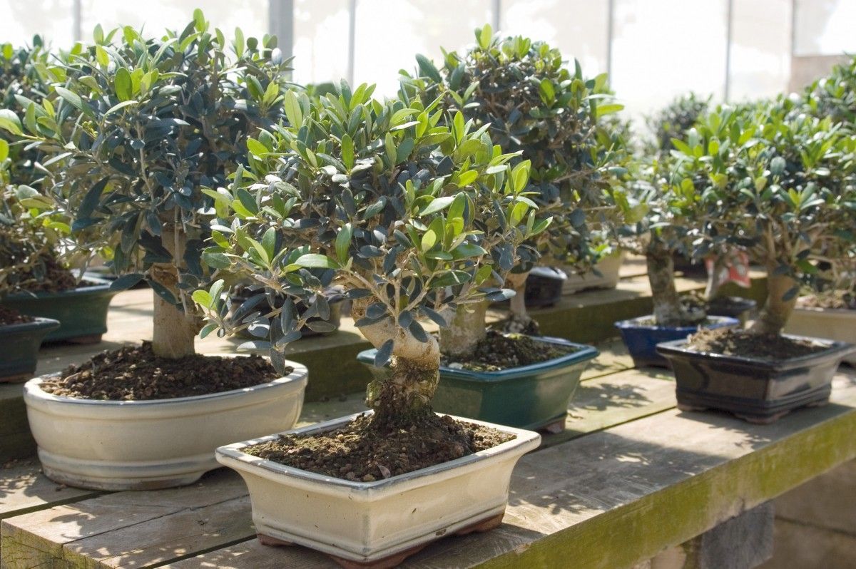 Olive Tree (Olea Europaea) Indoor Houseplant