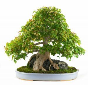 Maple Bonsai 