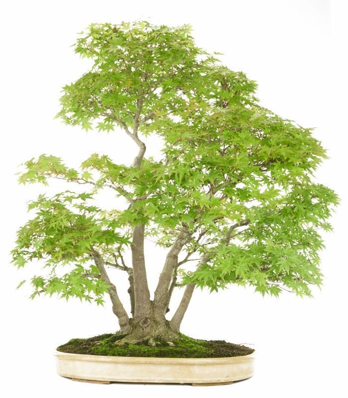 Maple bonsai