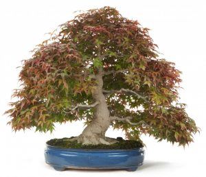 Maple bonsai in Moyogi or informal style