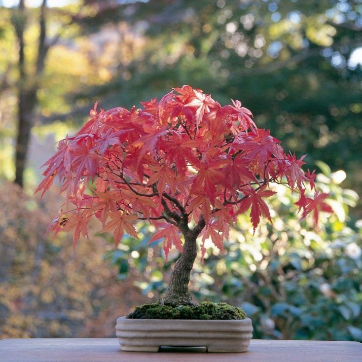 Wie man seinen roten Ahorn Bonsai pflegt und dabei nicht scheitert