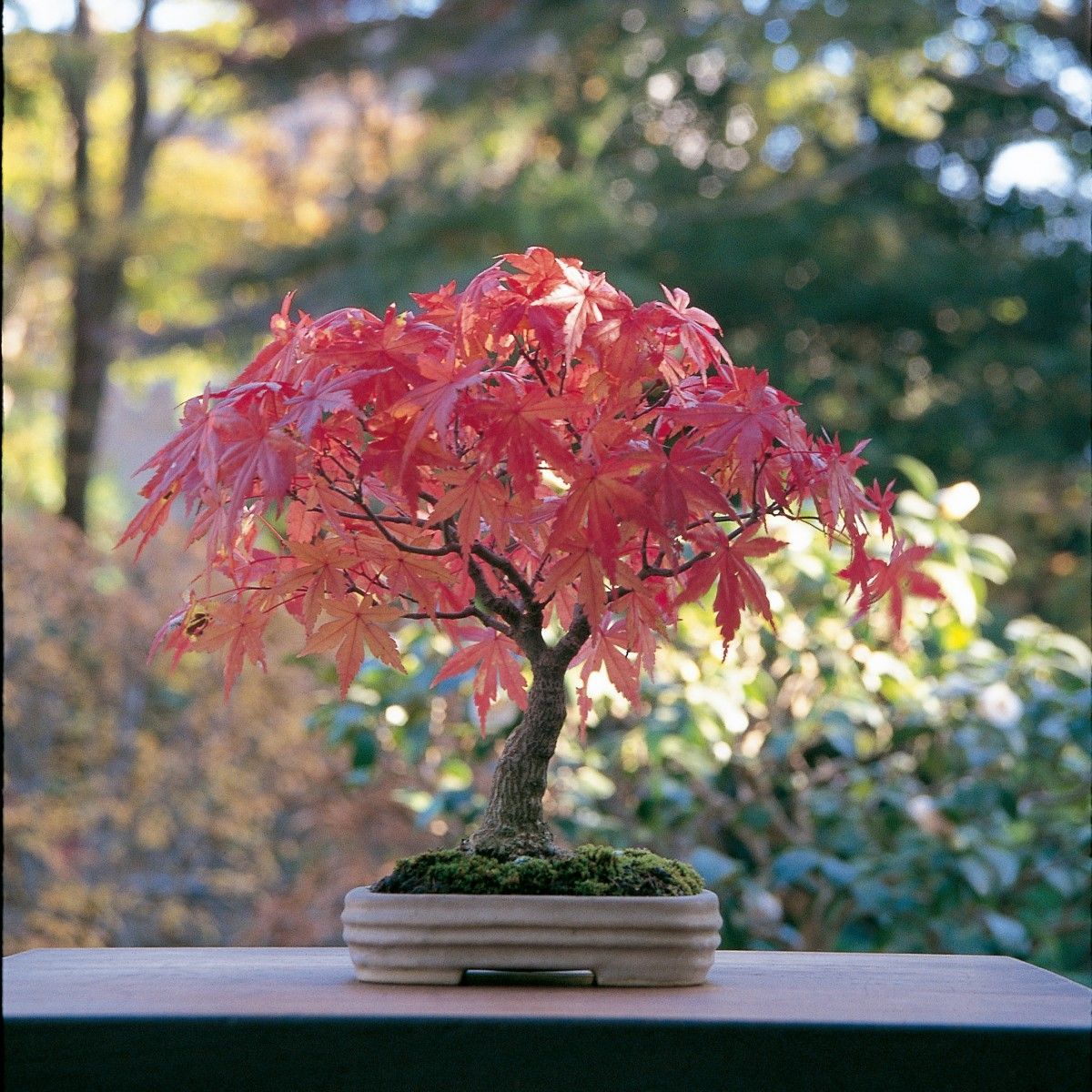 Japanese Maple Tree Bonsai