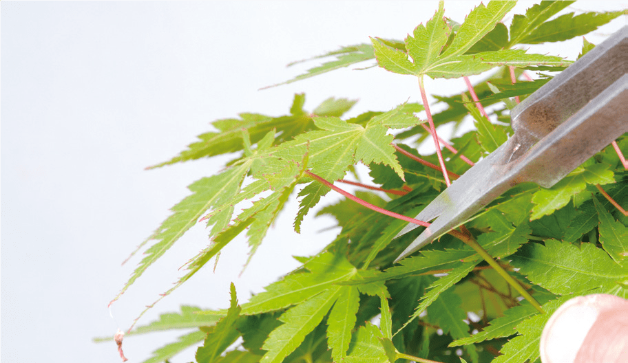 Pruning and nipping a bonsai acer