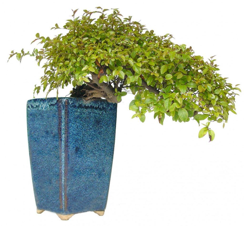 cascada bonsai sageretia