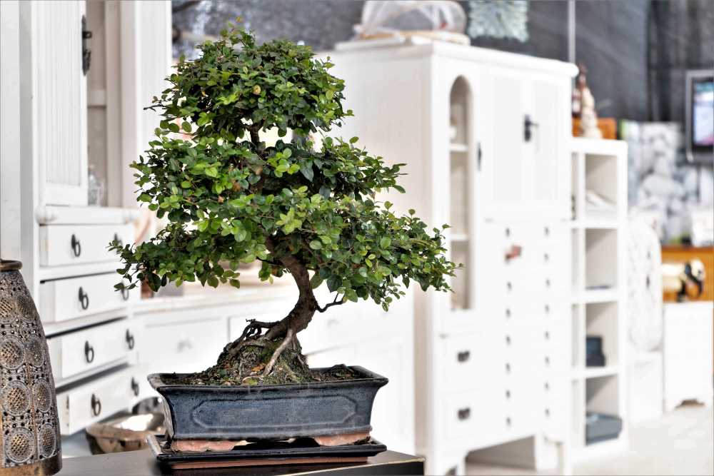 El ciruelo chino, un clásico del bonsái de interior