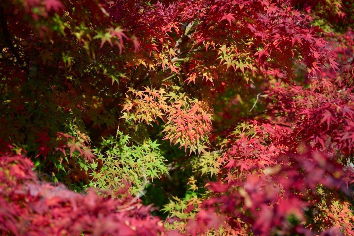 Why do maple leaves change colour?