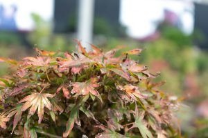 scorched leaves