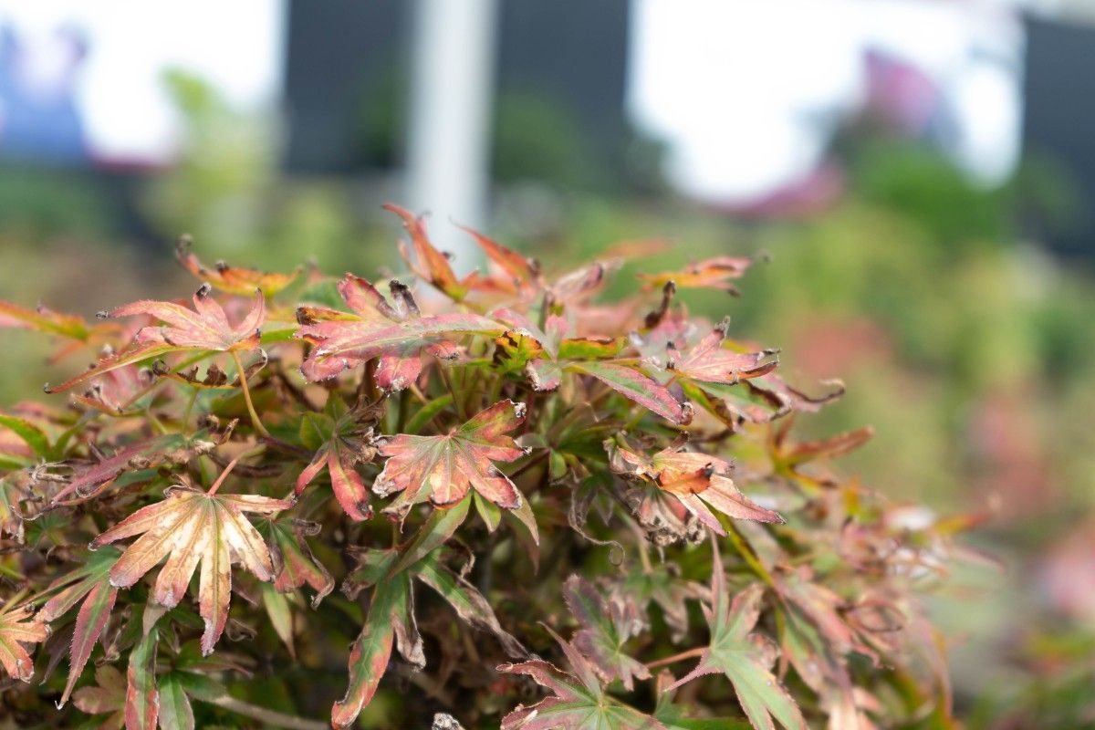 Les feuilles de mes acers ont séché, que faire ?