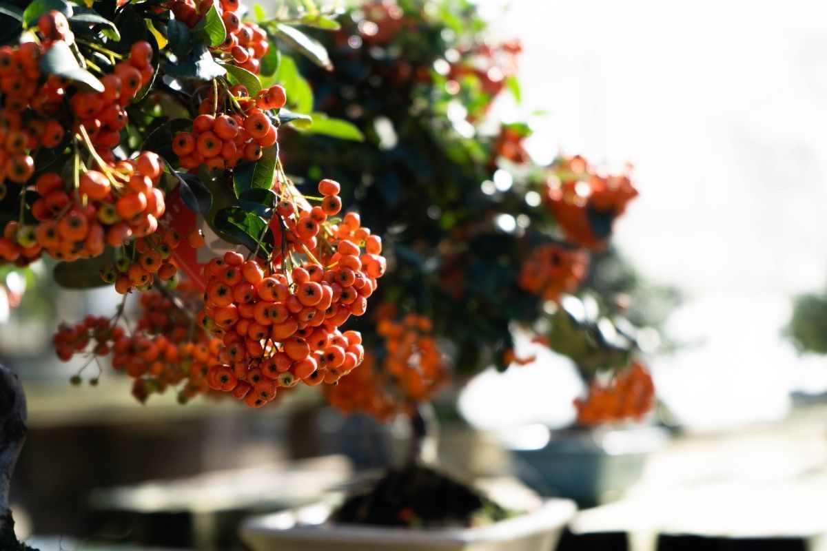 Cuidados básicos del bonsái Pyracantha