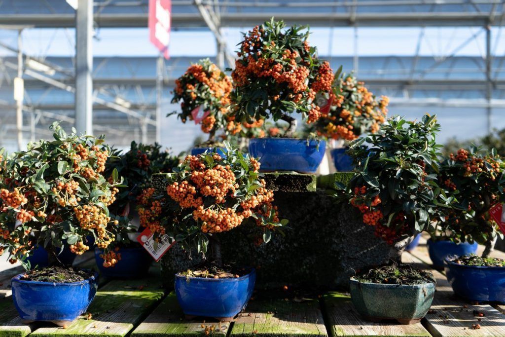 Pyracantha. Buisson ardent.