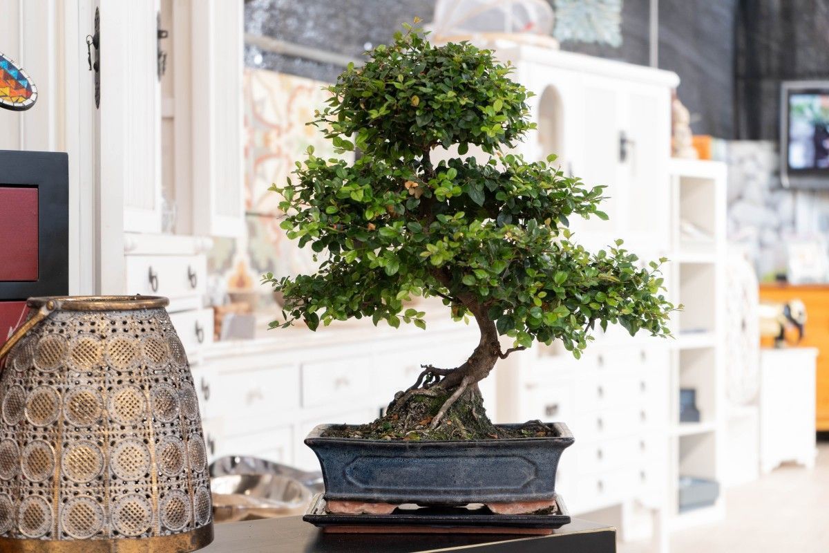 The Chinese plum, a classic of the indoor bonsai