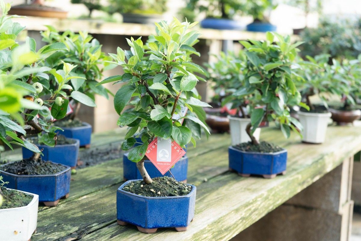 Learn how to choose your first bonsai