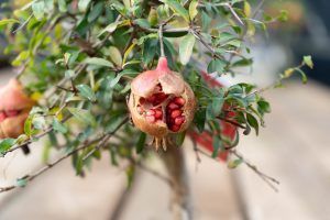 Pomegranate bonsai 