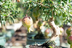 Pomegranate bonsai