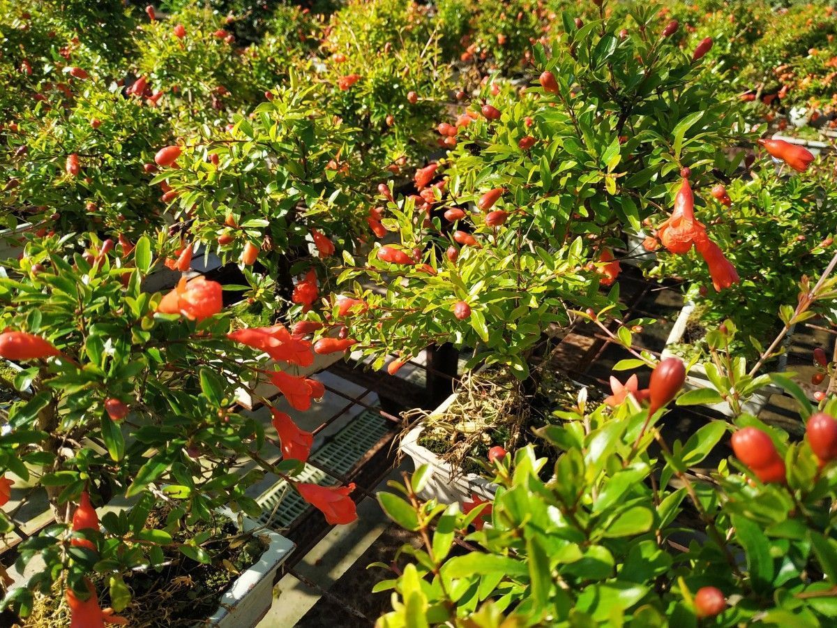 Pomegranate bonsai, a bonsai classic