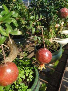 Pomegranate bonsai