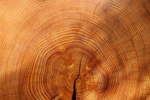 Tree ring