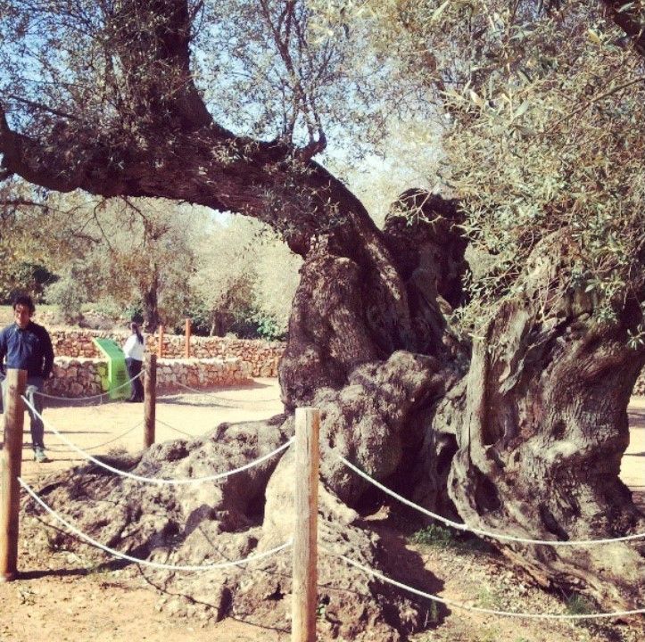 Millenary olive tree in Ulldecona