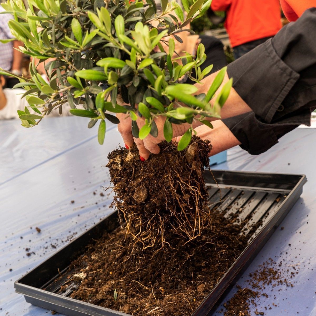 7 tips for the bonsai repotting season