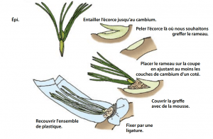 Greffe pour les pins.