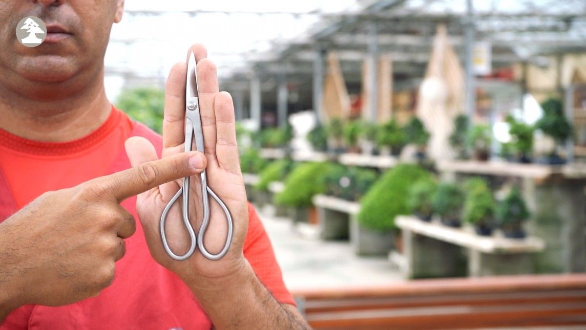 How to find the right bonsai scissors for my hand’s size