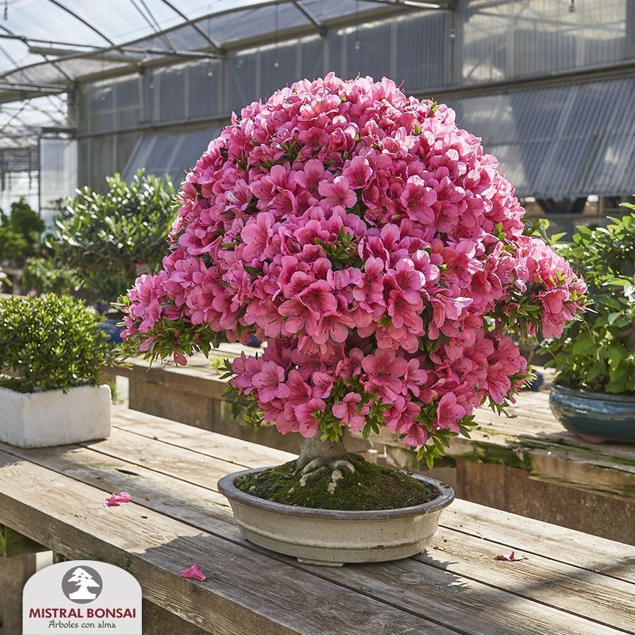 Cómo disfrutar de las flores de la azalea por más tiempo | Mistral Bonsai