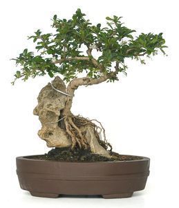 carmona bonsai