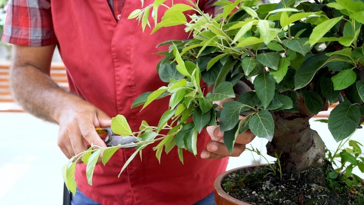 Pinzado en verde: ¿Cómo puedo ganar densidad en mi bonsái Malus?