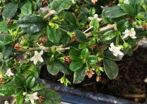 Detail carmona bonsai flowers