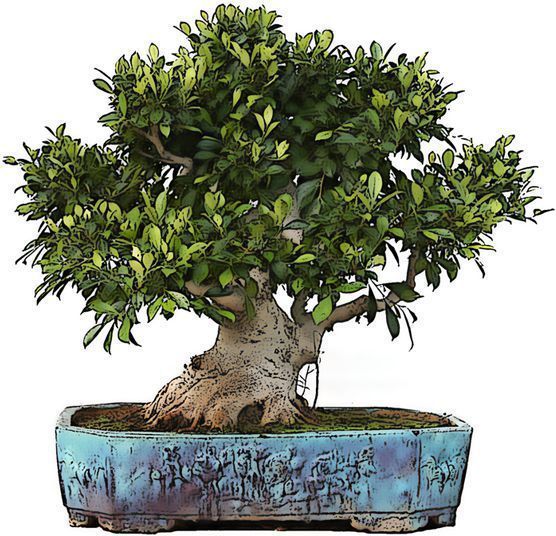 Zimmerbonsai